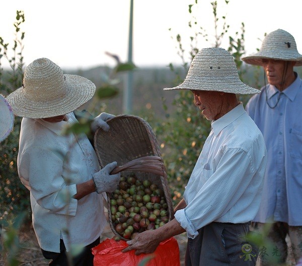 農(nóng)業(yè)科普