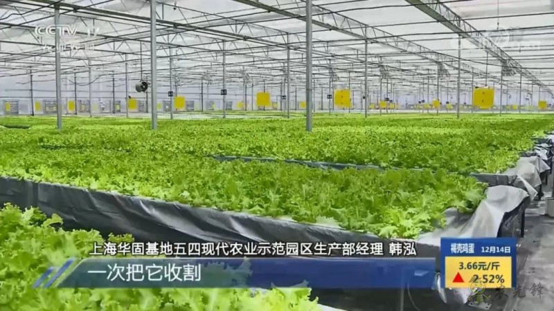 上海奉賢海灣鎮(zhèn)的巨型的植物工廠