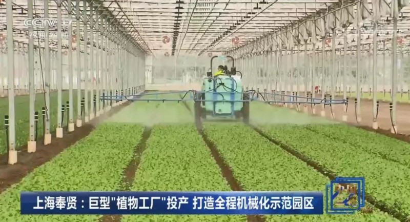 上海奉賢海灣鎮(zhèn)的巨型的植物工廠