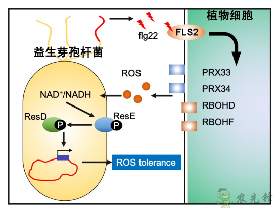 微生物肥料為何低效？