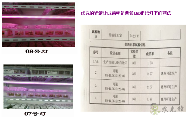 植物組培用LED燈管系列