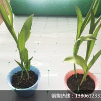 菊花種植網(wǎng) 爬藤網(wǎng) 韭黃長豆扁豆種植網(wǎng)