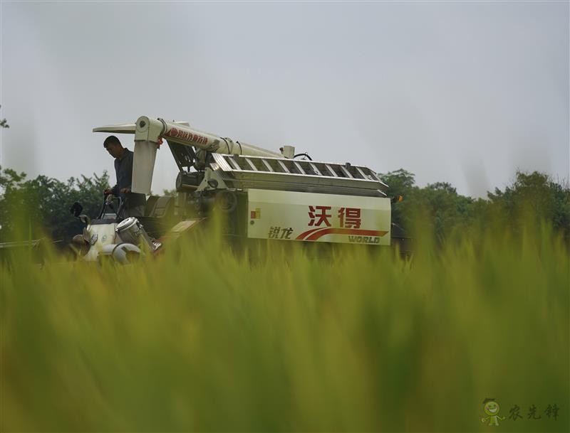 雙季早粳稻實現(xiàn)“零的突破” 可提前三個月吃上優(yōu)質(zhì)新米