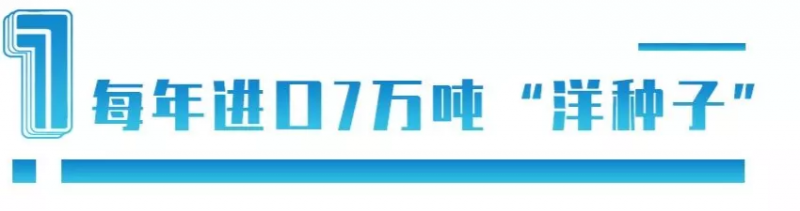 中國(guó)每年進(jìn)口7萬噸“洋種子”：14億人的飯碗，能端穩(wěn)嗎？