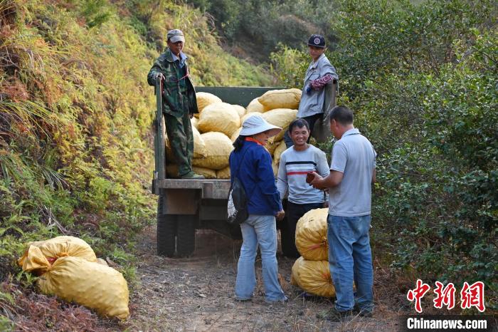 一包包油茶果裝上貨車陳楚紅攝